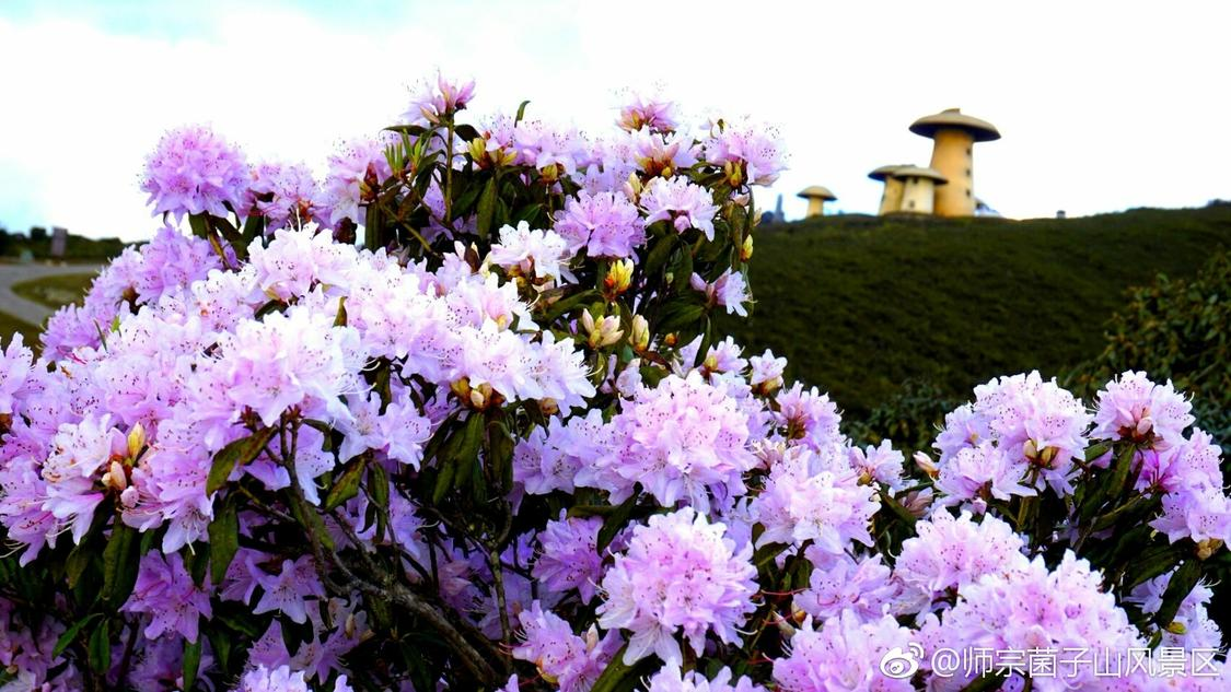 雷神剧赞网：自媒体新手快速涨粉内容创作秘籍